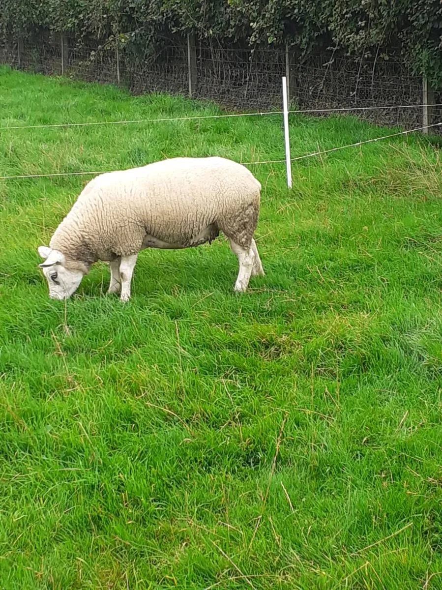 Ewes (4) , Ewe Lambs (6) Ram Lambs (6) PBR Texel . - Image 3