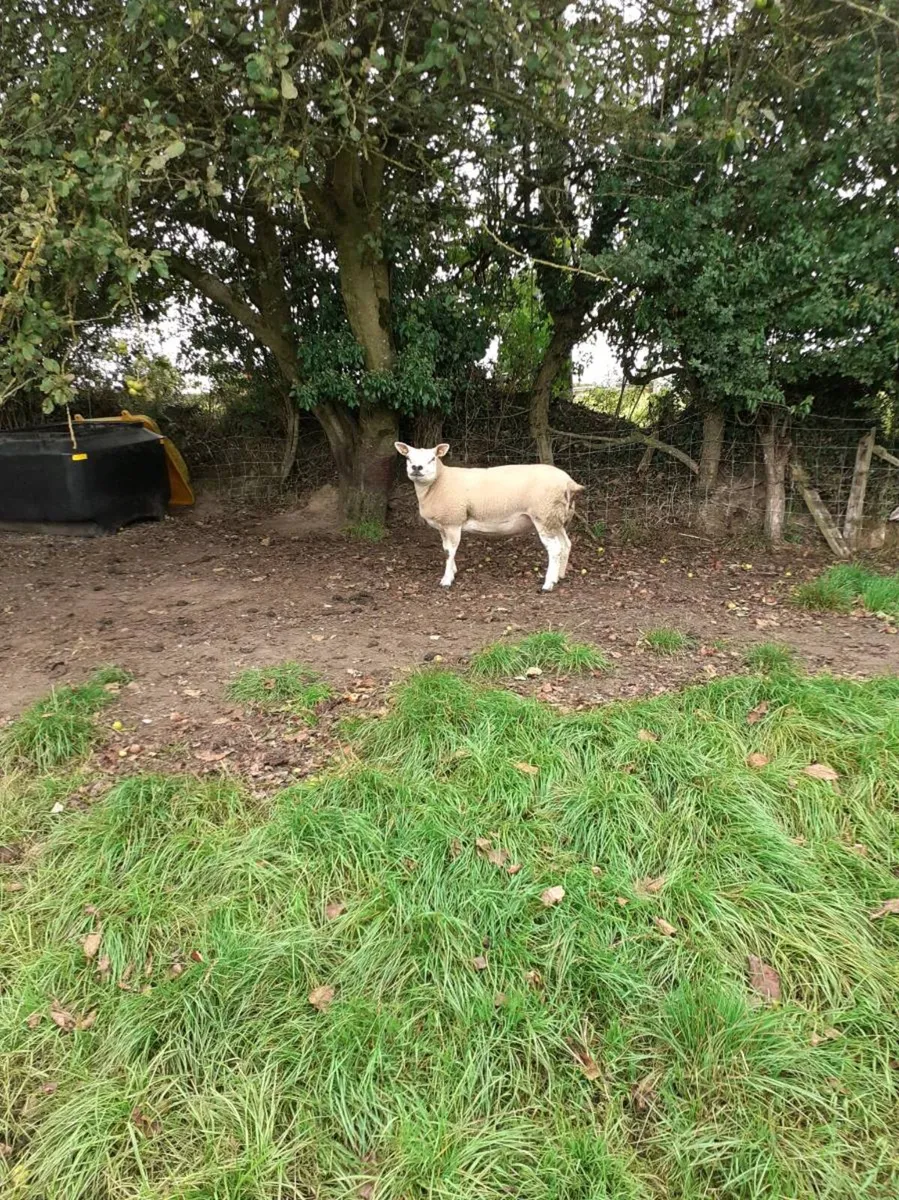 Ewes (4) , Ewe Lambs (6) Ram Lambs (6) PBR Texel . - Image 4