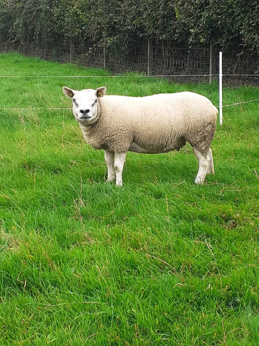 Ewes (4) , Ewe Lambs (6) Ram Lambs (6) PBR Texel . - Image 1