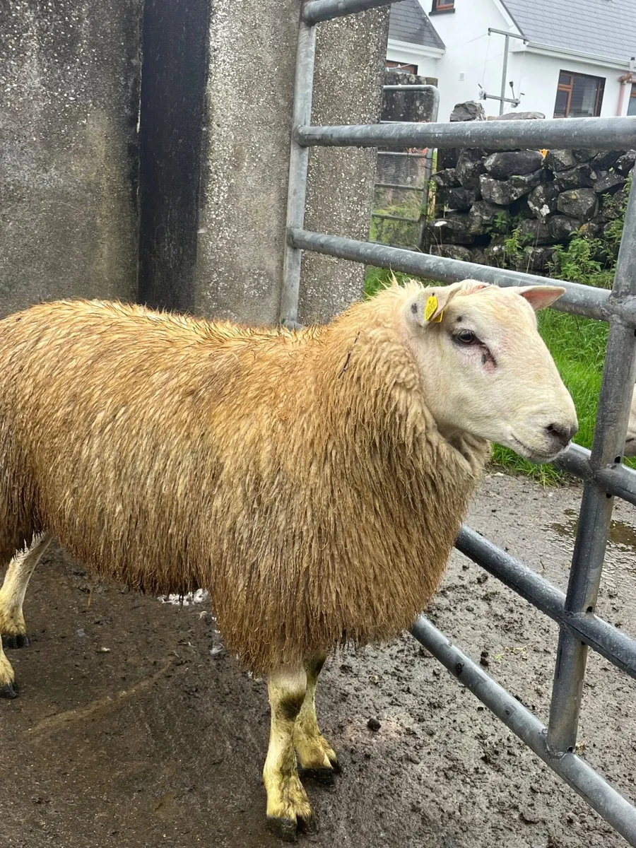 purebred belclare ram lamb - Image 2
