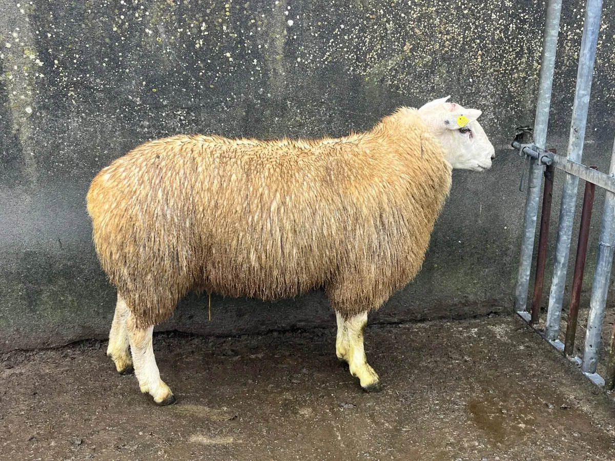 purebred belclare ram lamb - Image 1