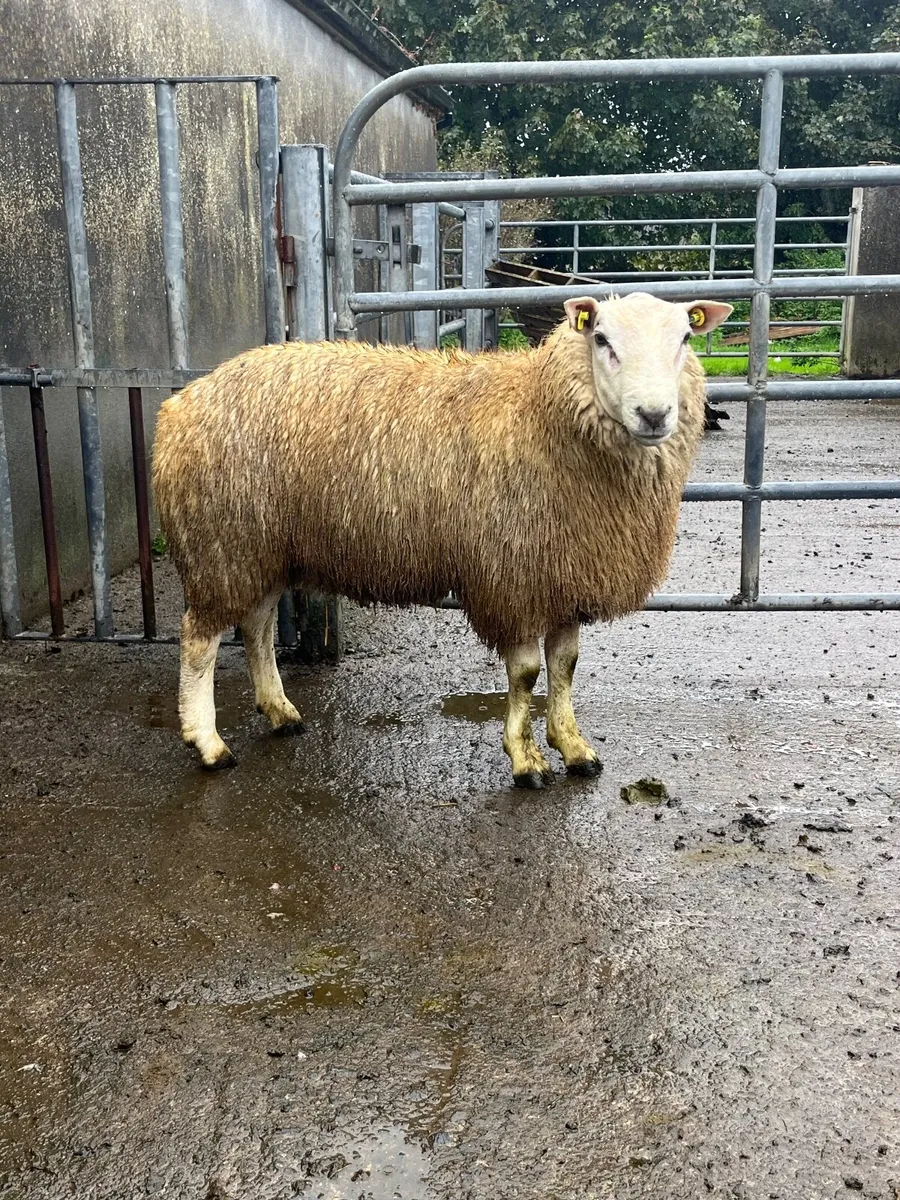 purebred belclare ram lamb - Image 3