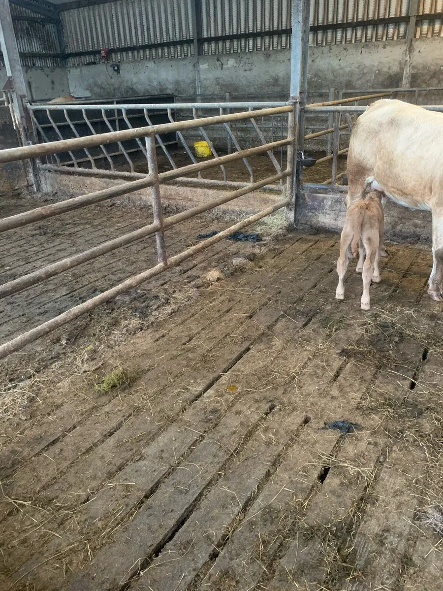 LMX bull calf
