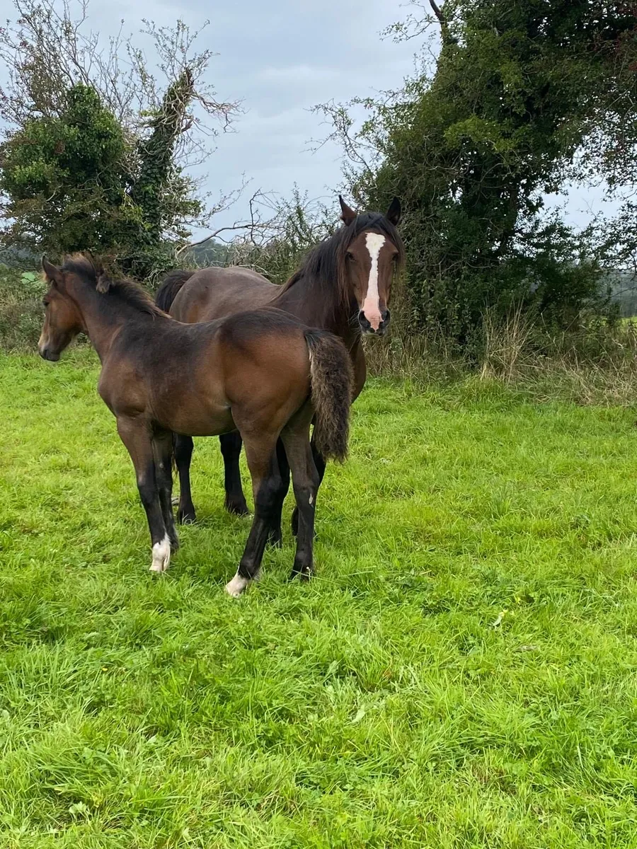 Beautiful bay filly foal - Image 2