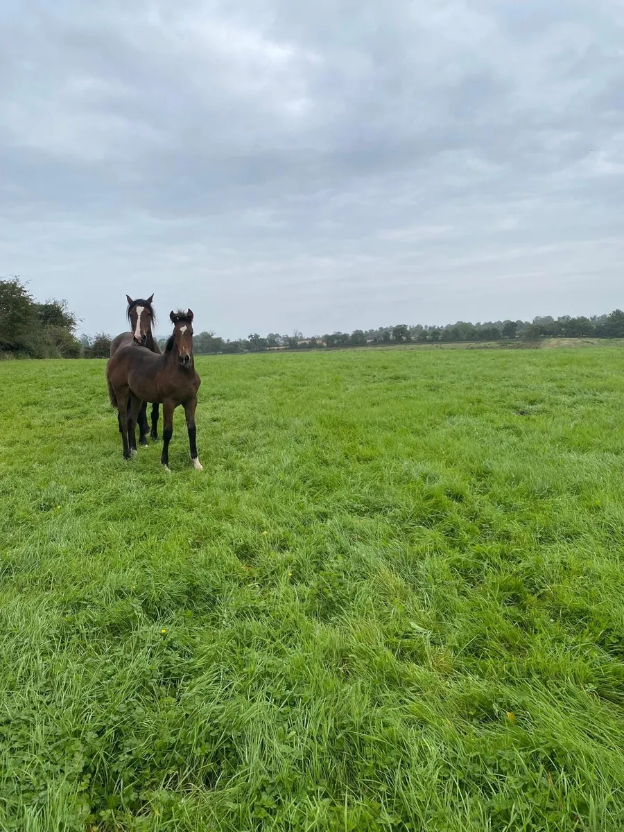 Beautiful bay filly foal - Image 3