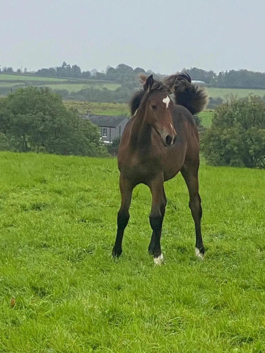 Beautiful bay filly foal - Image 1