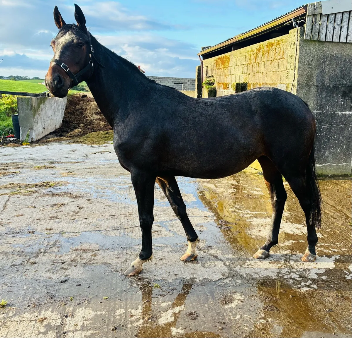 3 year filly - Image 1