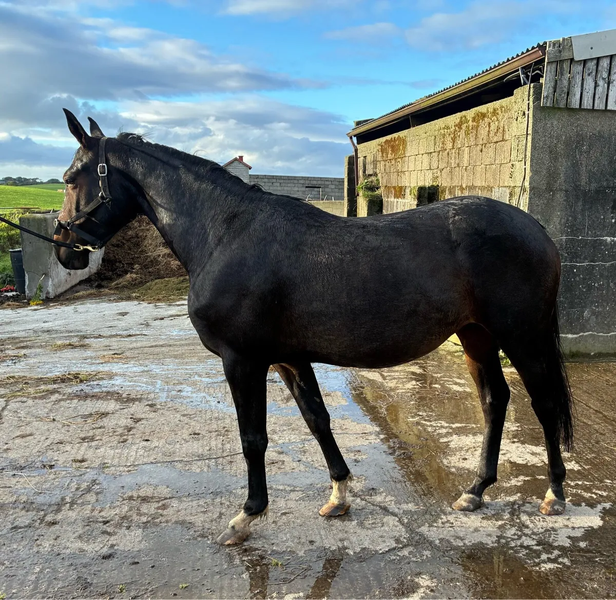 3 year filly - Image 2