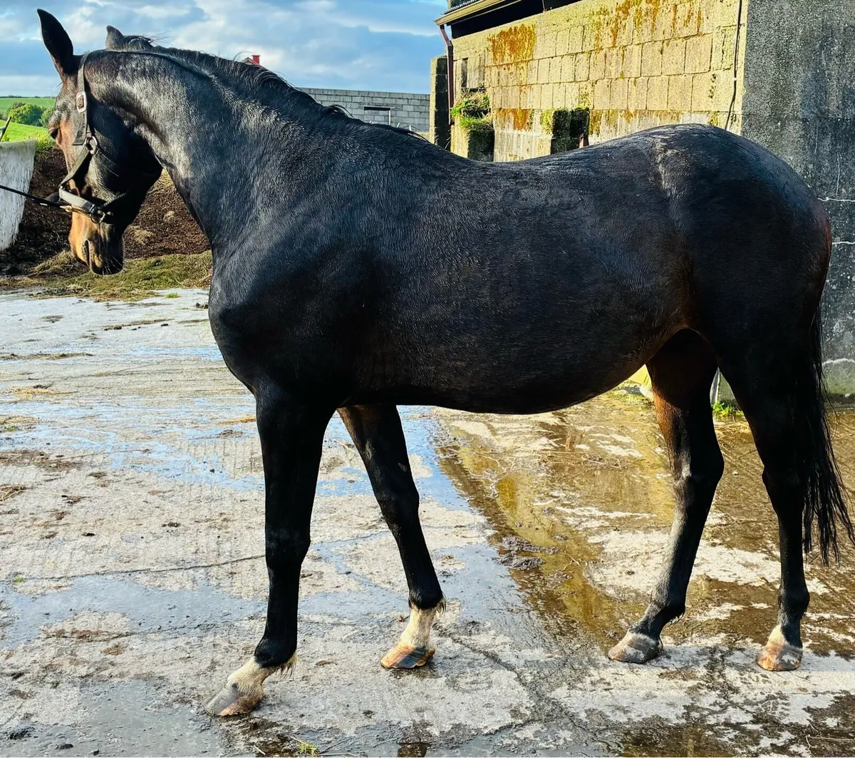3 year filly - Image 3