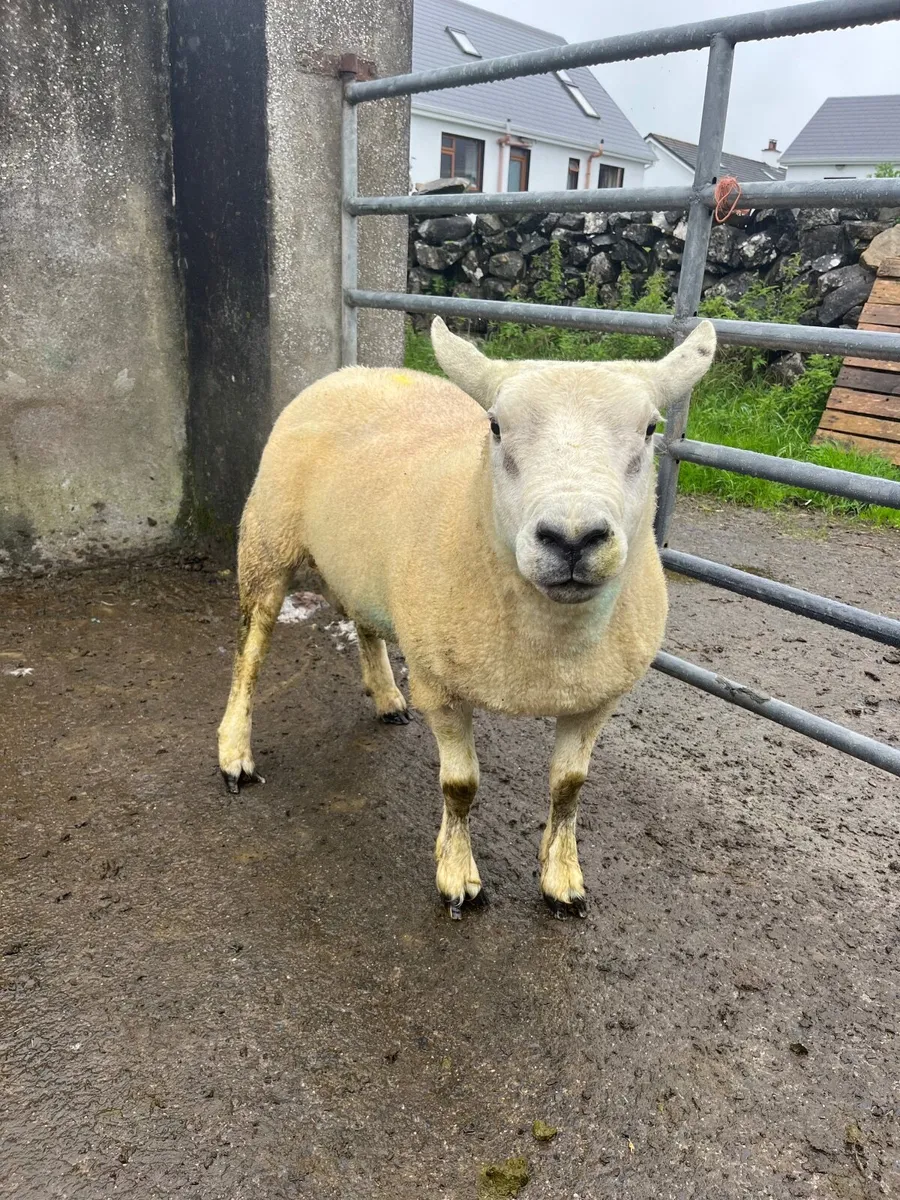 Texel ram - Image 2
