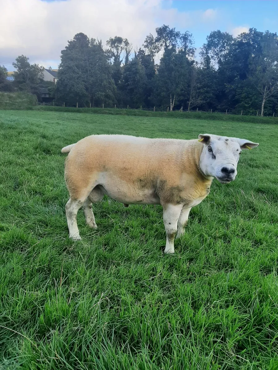 PBNR Texel Shearling - Image 1