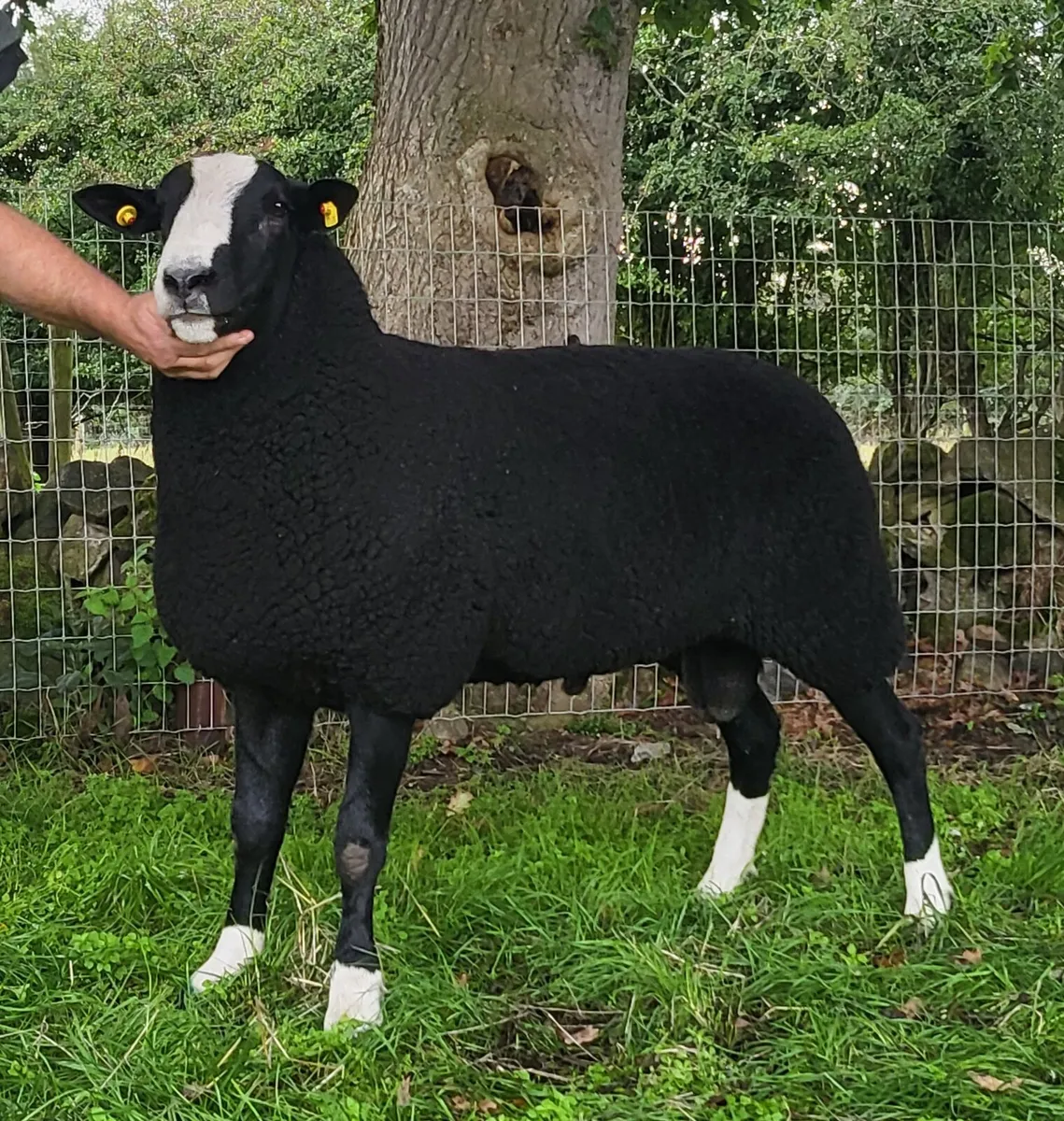 Zwartble Shearling Ram - Image 1