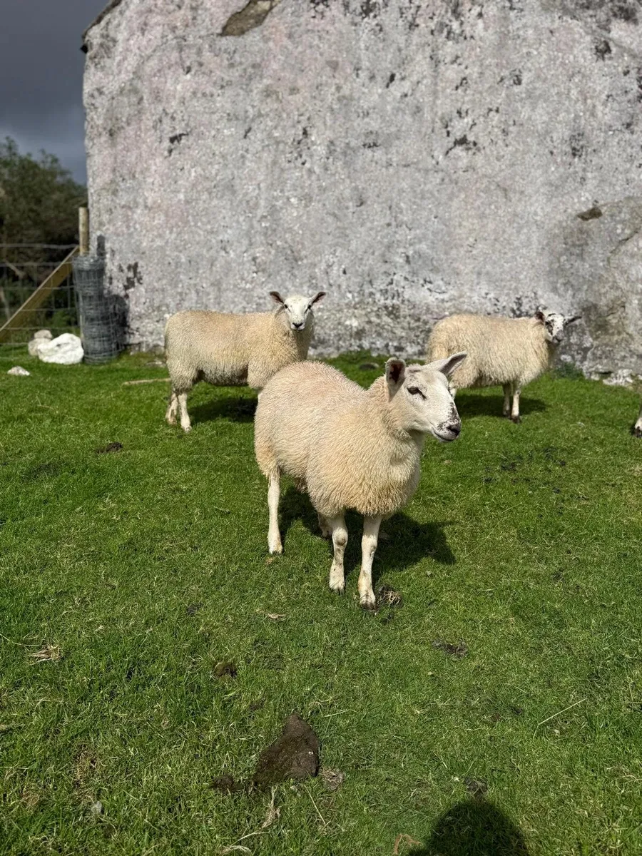 Breeding Ewe Lambs - Image 1