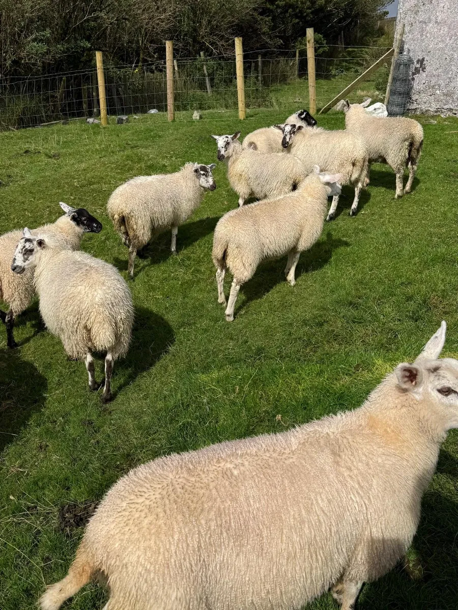 Breeding Ewe Lambs - Image 2