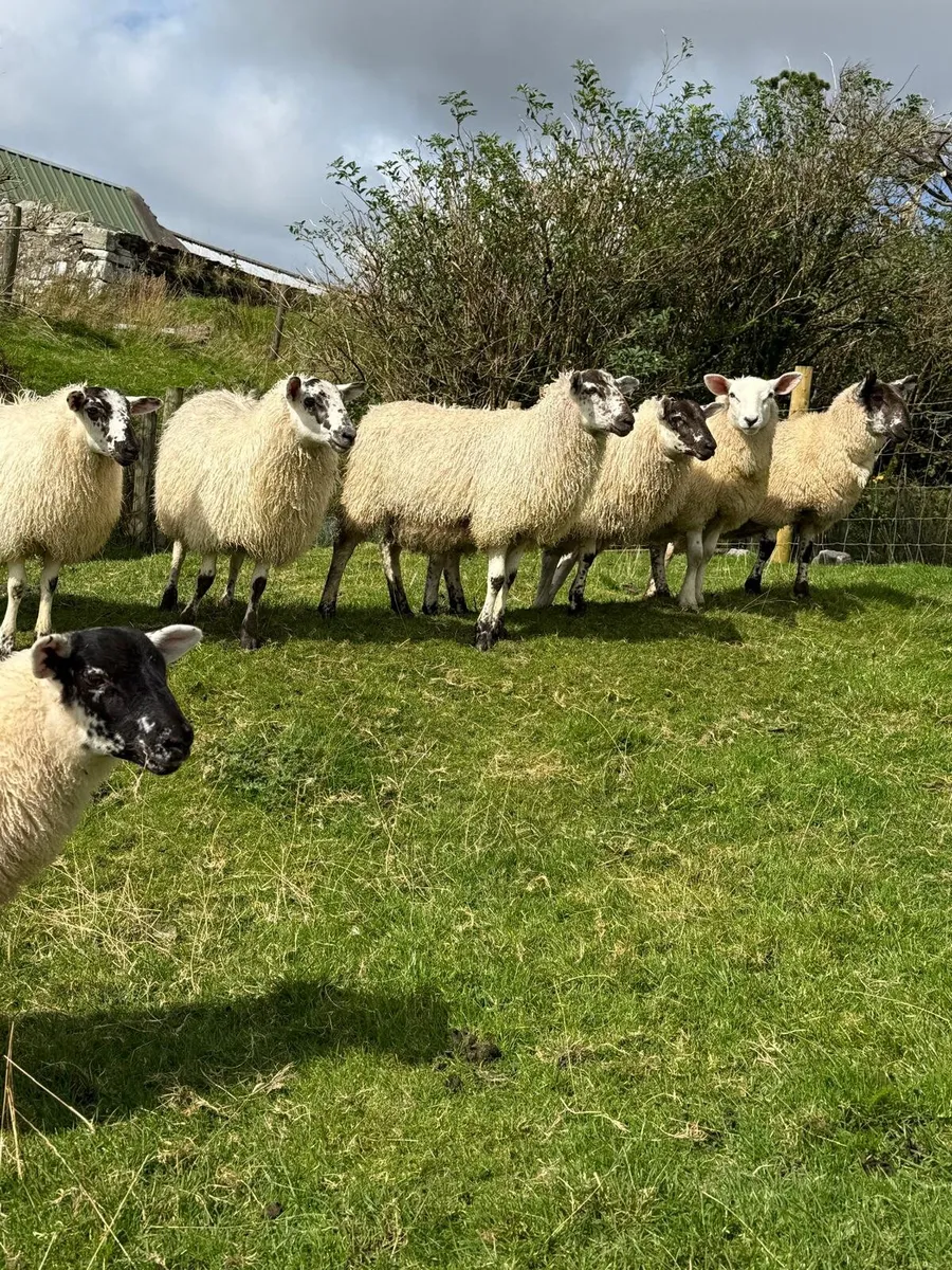 Breeding Ewe Lambs - Image 3