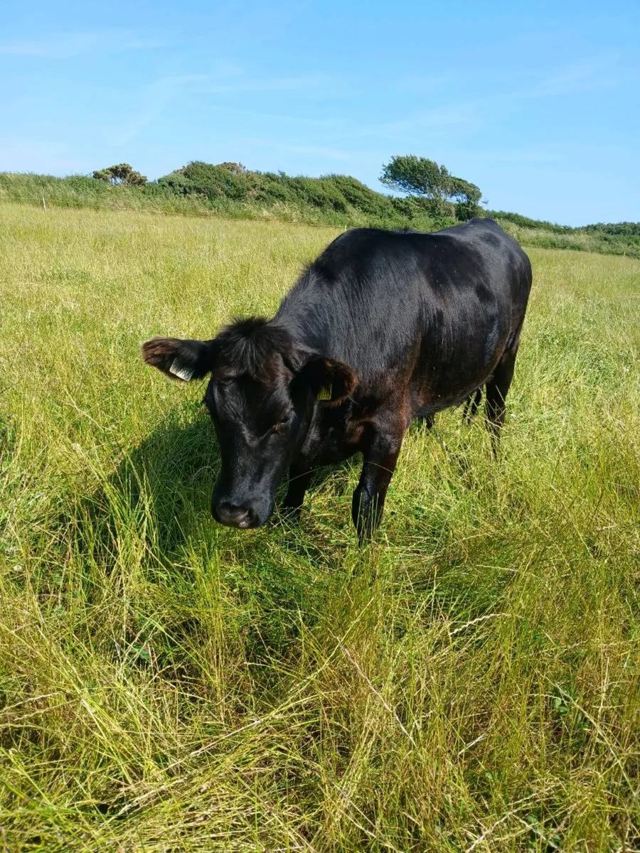 Angus heifers - Image 1