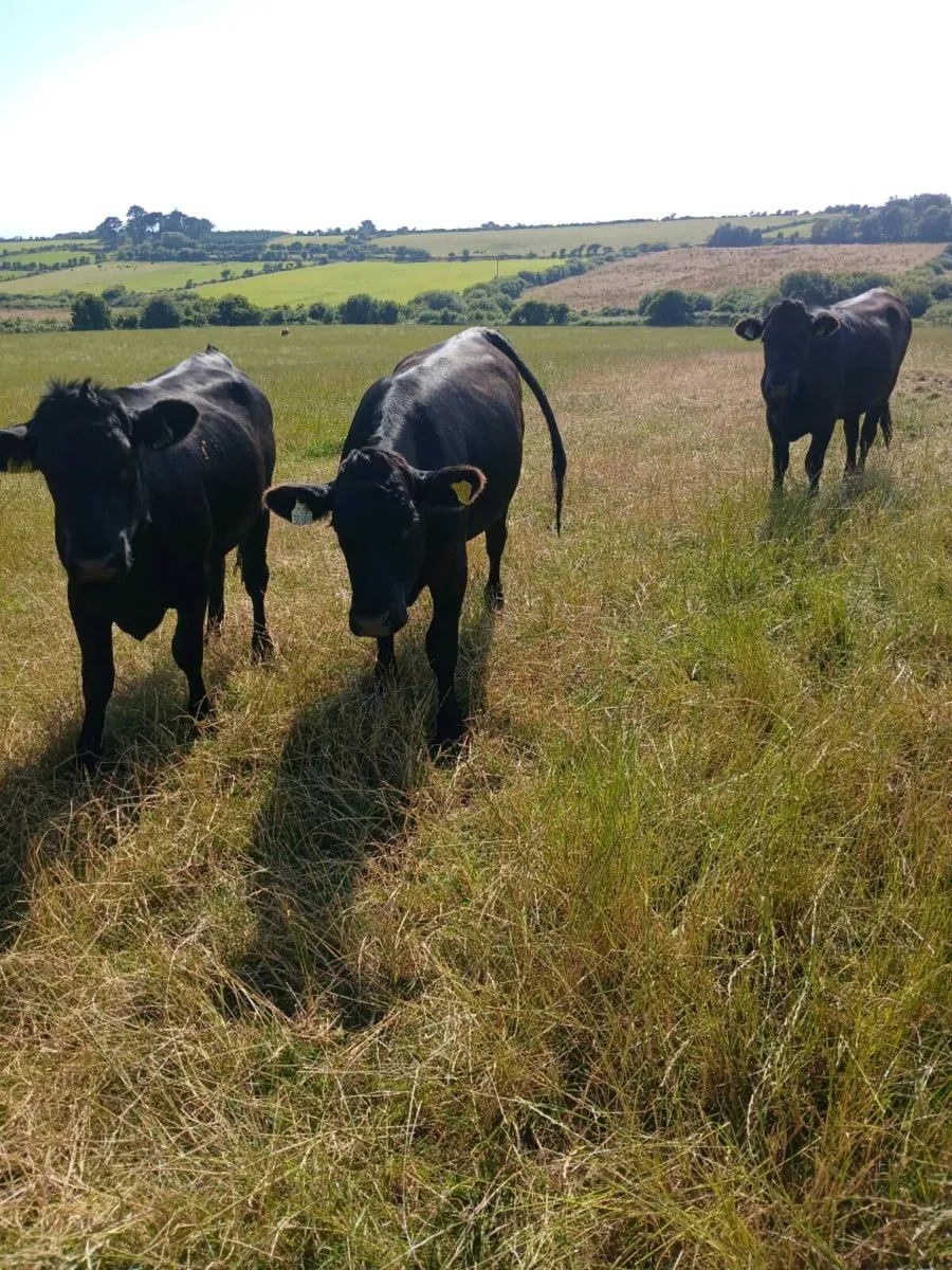 Angus heifers - Image 2