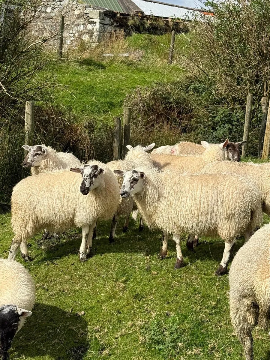 Breeding Ewe Lambs - Image 4
