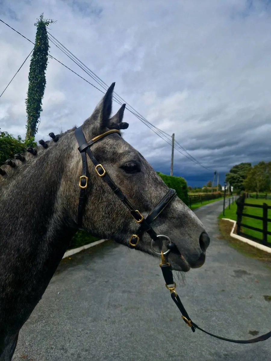 Connemara pony - Image 3