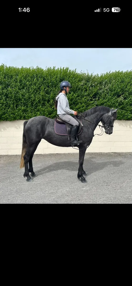 Connemara pony - Image 1