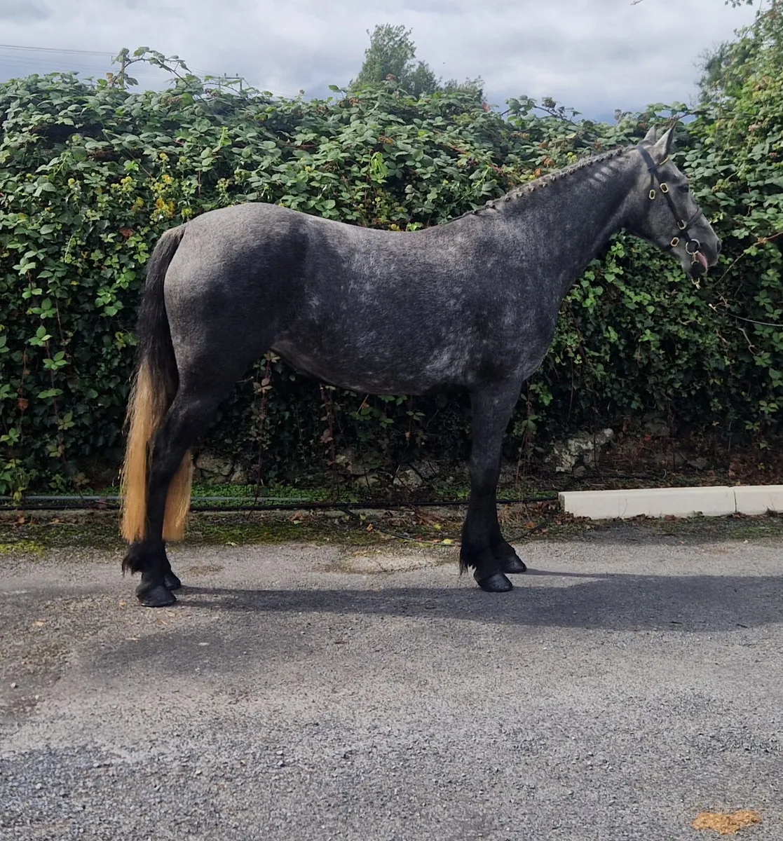 Connemara pony - Image 2