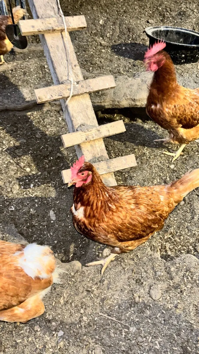 9 Hens 2 year old - Image 3