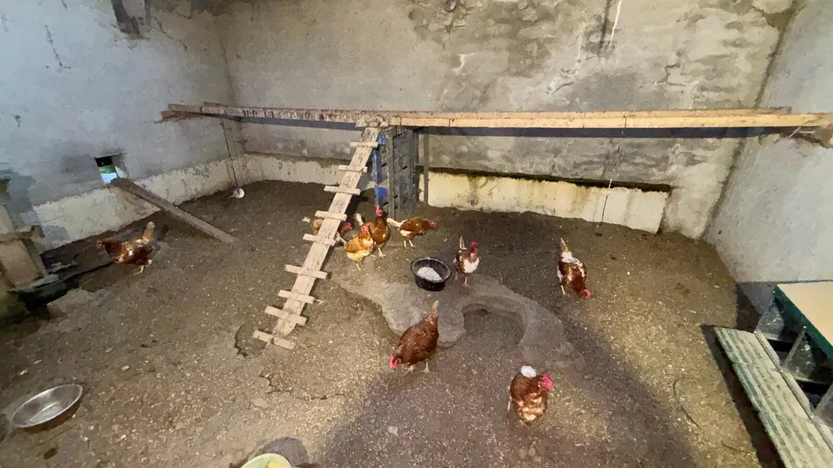 9 Hens 2 year old - Image 4