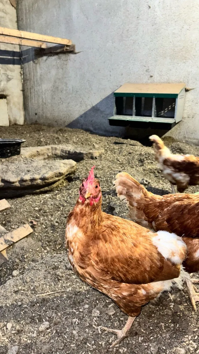 9 Hens 2 year old - Image 1