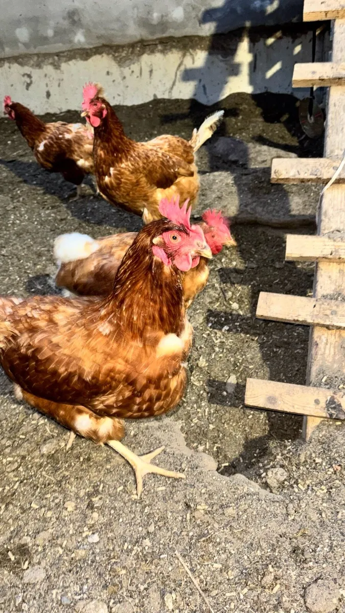 9 Hens 2 year old - Image 2
