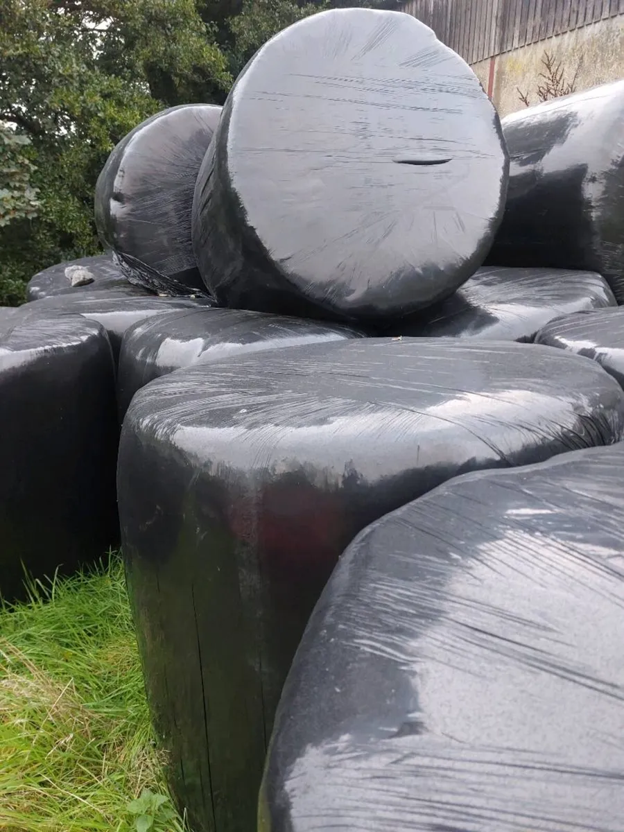 Round Bales silage - Image 3