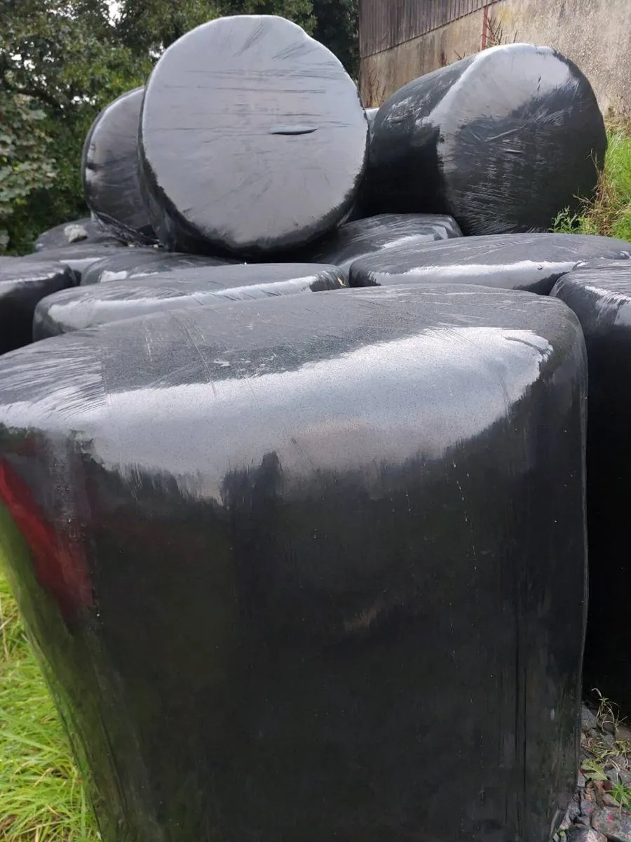 Round Bales silage - Image 2