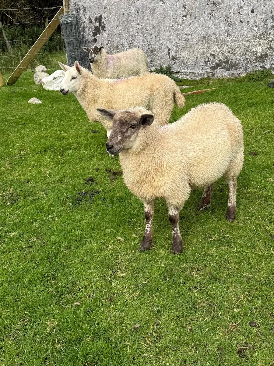 Ewe lambs - Image 1