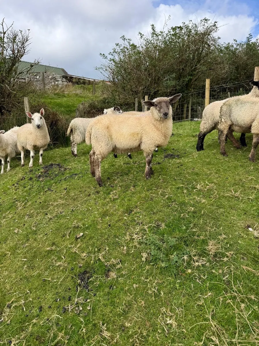 Ewe lambs - Image 2