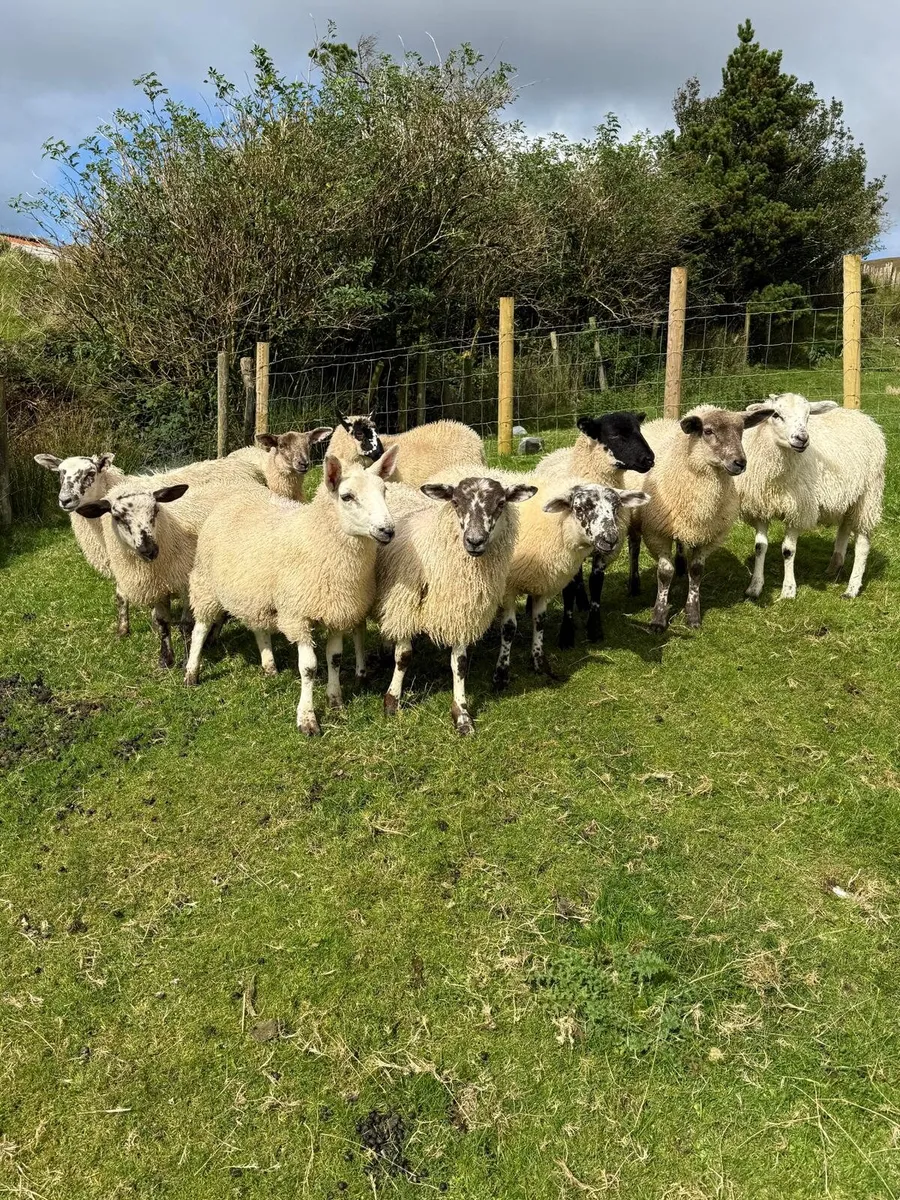 Ewe lambs - Image 3