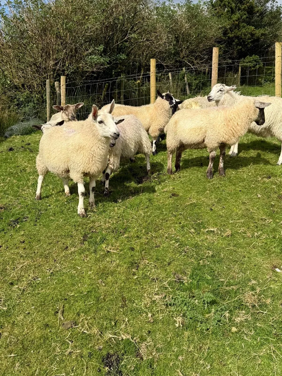 Ewe lambs - Image 4