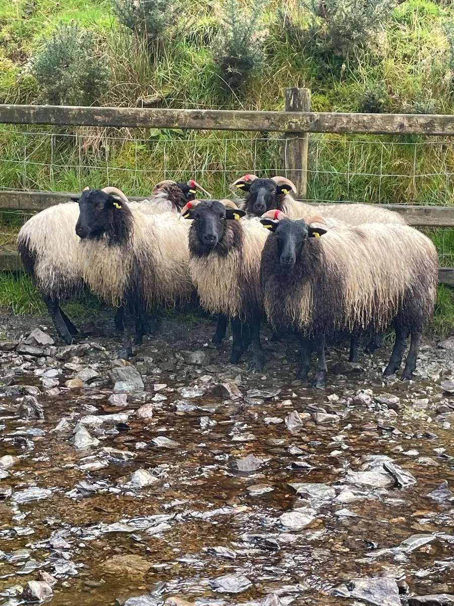 Organic Blackface Mayo / Westies - Image 1