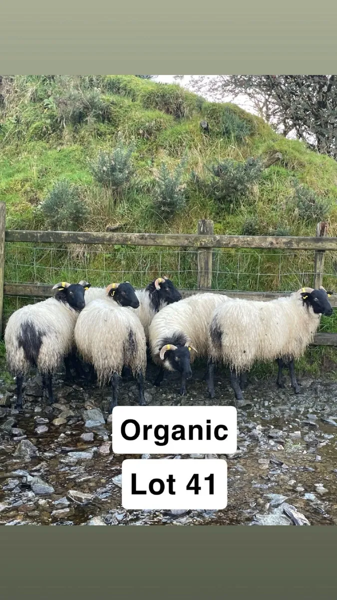 Organic Blackface Mayo / Westies - Image 4