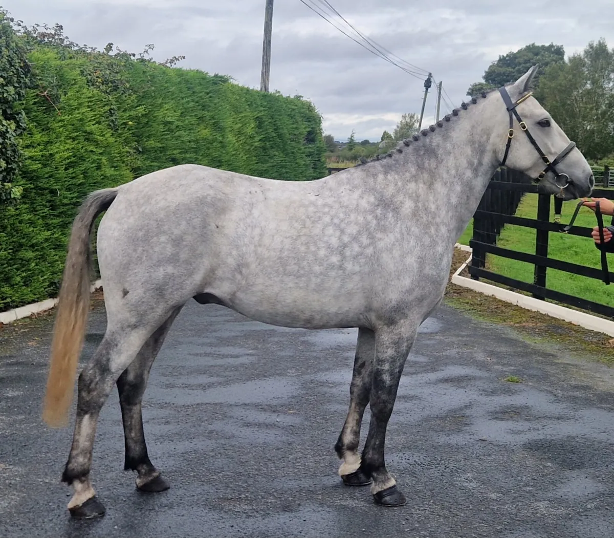 Connemara gelding - Image 1