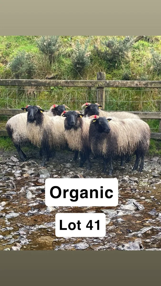 Organic Blackface Mayo / Westies - Image 3