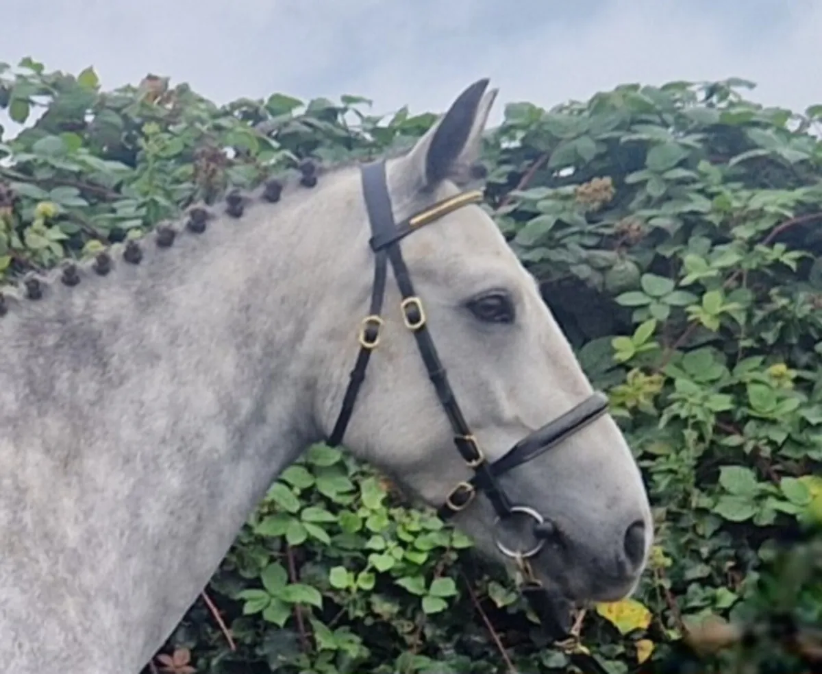 Connemara gelding - Image 2