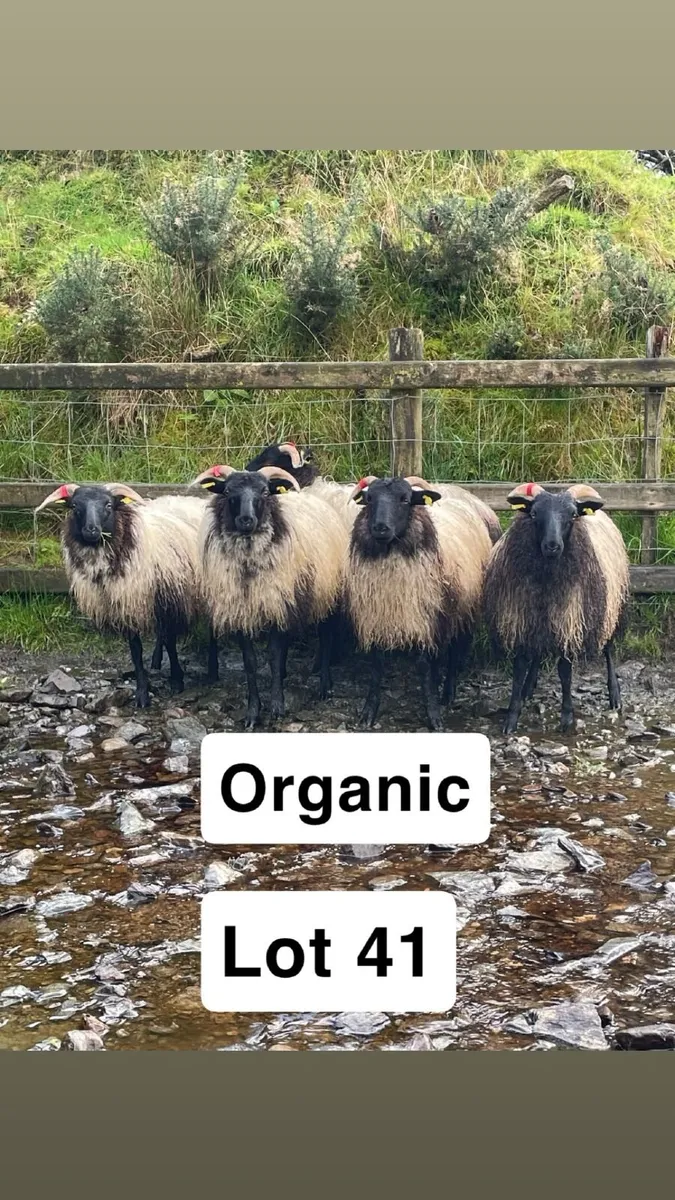 Organic Blackface Mayo / Westies - Image 2