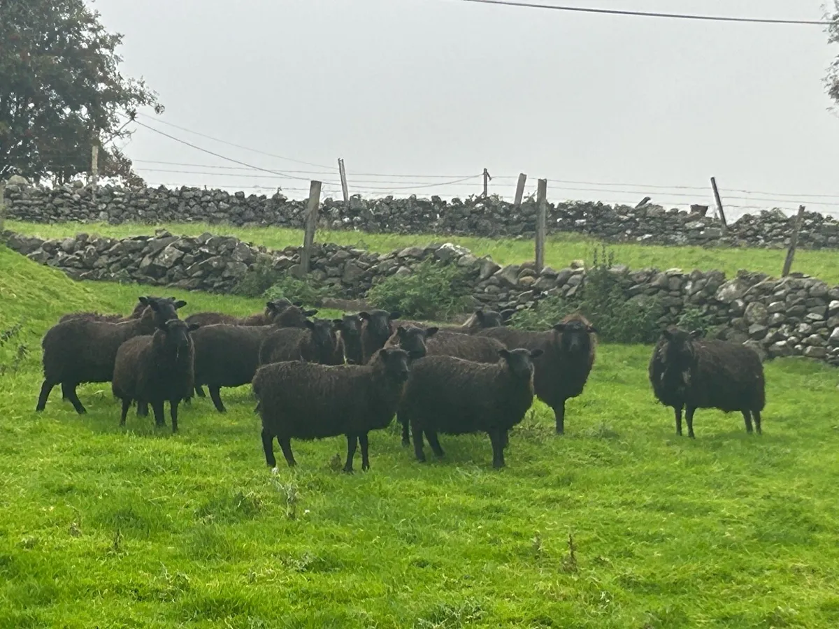 15 organic ewelambs - Image 1