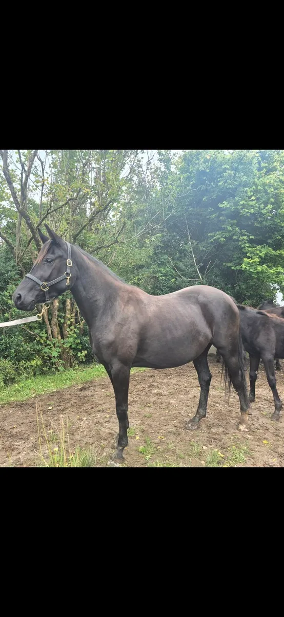Horses - Image 4