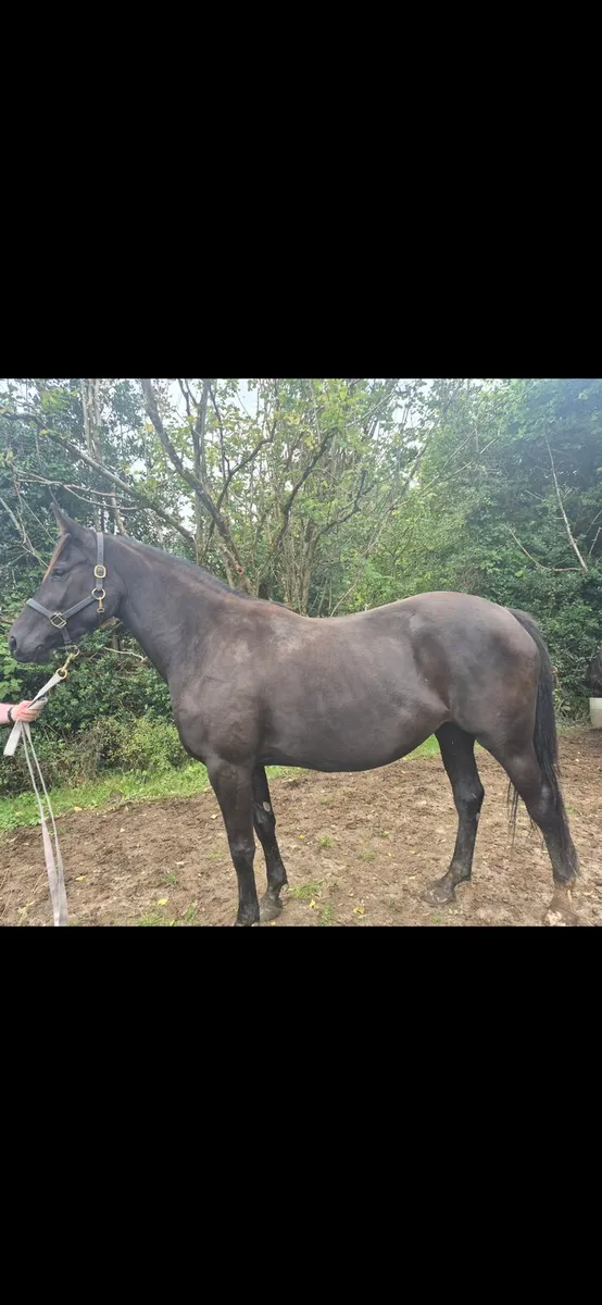 Horses - Image 1