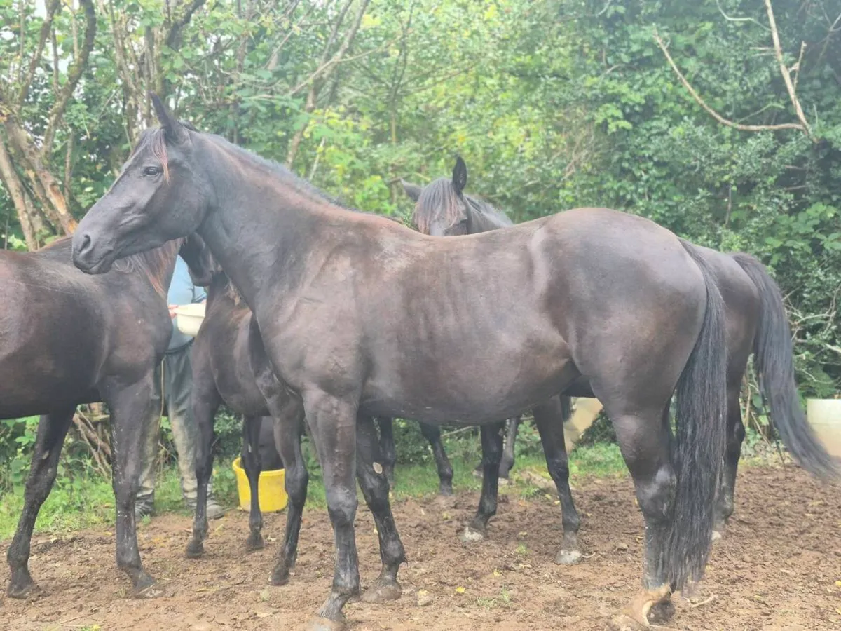 Horses - Image 2