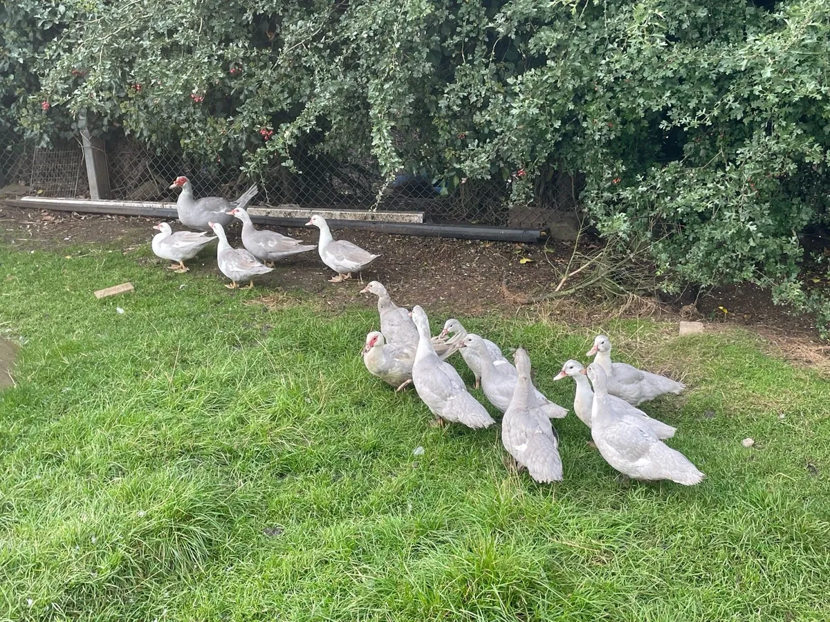 Ducks - Image 1