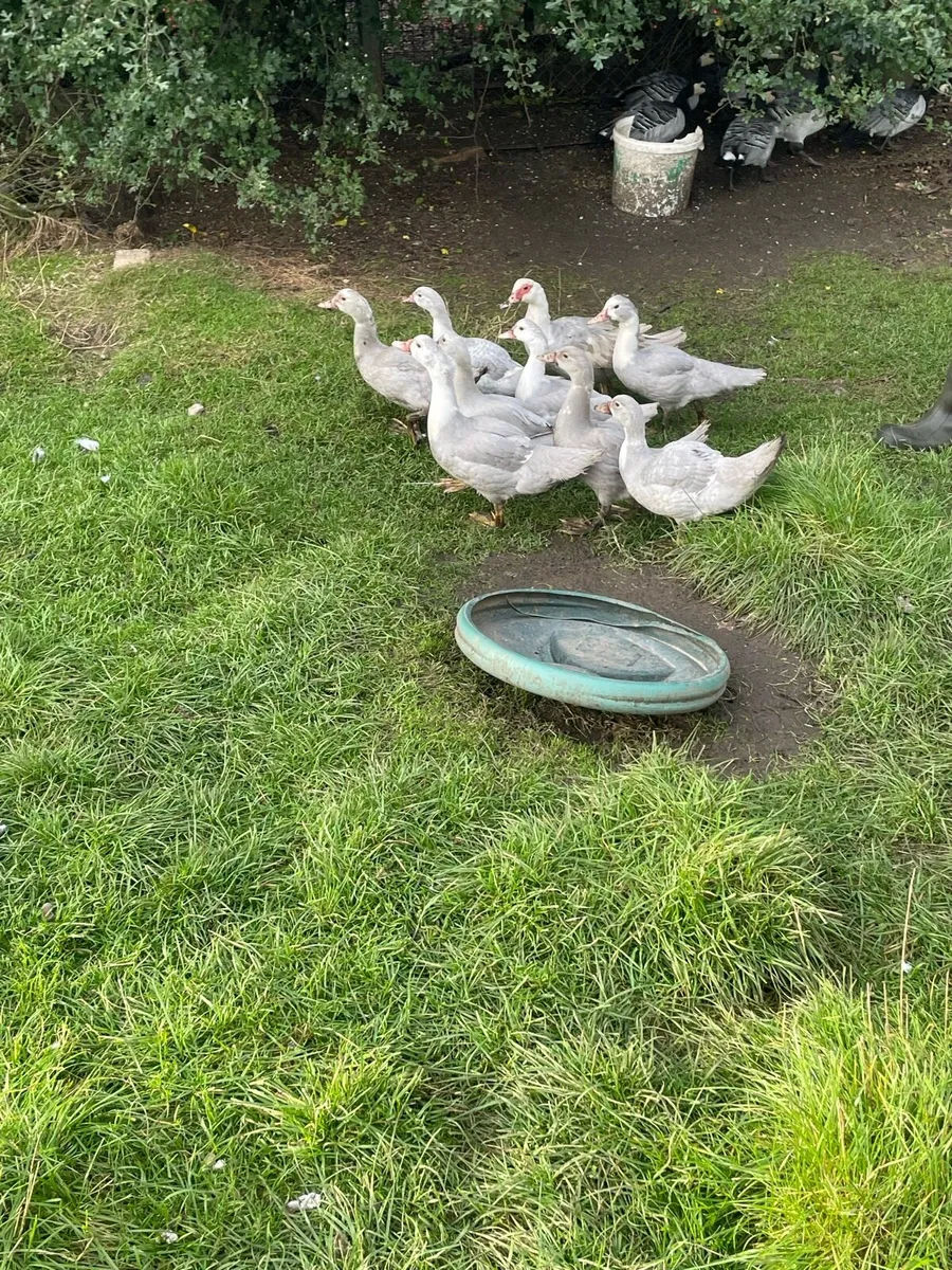 Ducks - Image 2