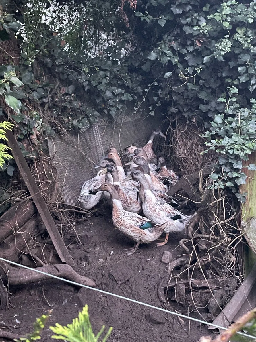 Ducks - Image 3