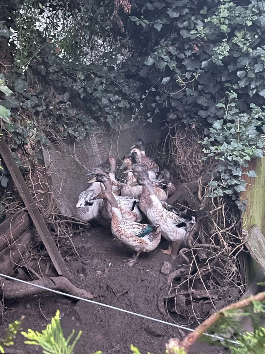 Ducks - Image 4