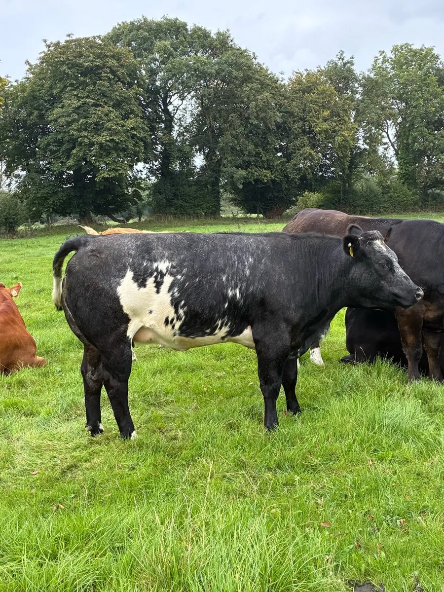 Incalf heifers - Image 1